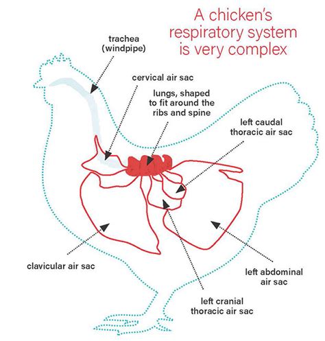 Chicken Respiratory System 101 – Bitchin' Chickens