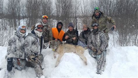 How to Hunt Wolves - Tips for hunting wolves Including how to call them.