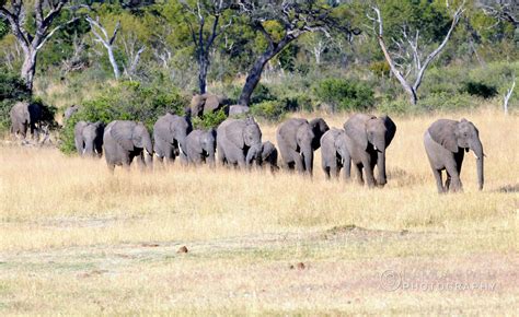 Zimbabwe Wildlife – Ramdas Iyer Photography