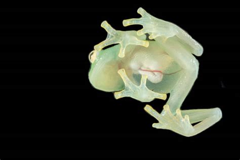 580+ Frog Anatomy Stock Photos, Pictures & Royalty-Free Images - iStock