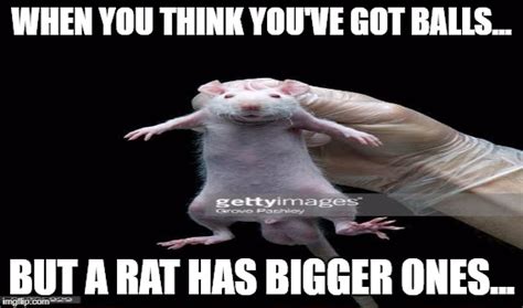 Funny Rat Pictures Meme - Land to FPR