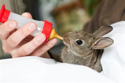 How To Care For A Baby Bunny - Our Lovely Rabbits