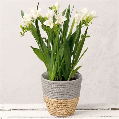 Freesia Plant | Beautiful & Affordable House Plants