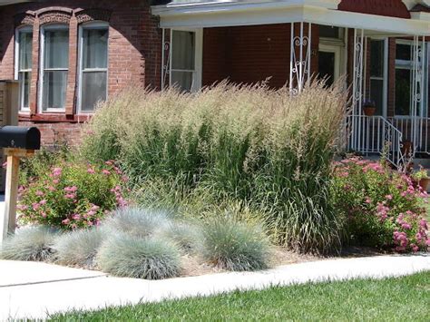 Waterwise Ornamental Grasses | Ornamental grasses, Drought tolerant ...