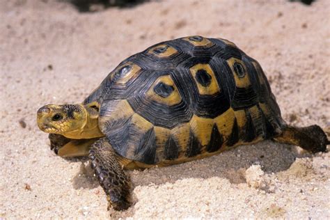 Types of Turtles | Giant Tortoise | Reptile Gardens | Reptile Gardens