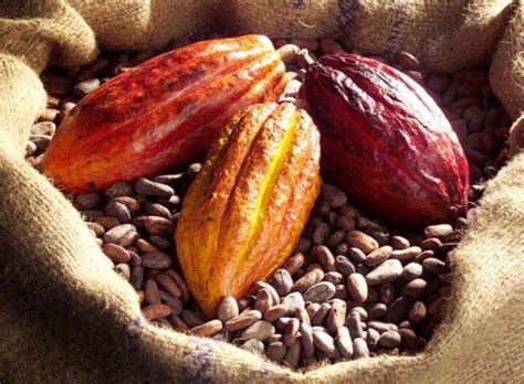 More evidence of improved cognitive function from cocoa flavanols - ScienceBlog.com