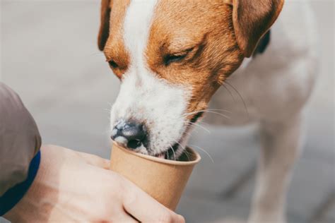 Pup Cup Guide: Starbucks, Dairy Queen & More - Great Pet Living