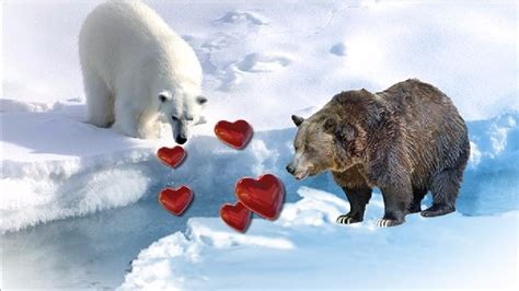 Hybrid bear is grizzly-polar mix | WOAI