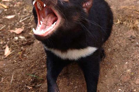 Do newly discovered mating habits of female Tasmanian devils help or ...