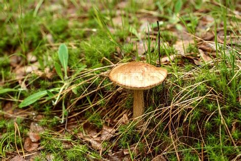 Brown cap edible wild mushroom - ... | Stock image | Colourbox