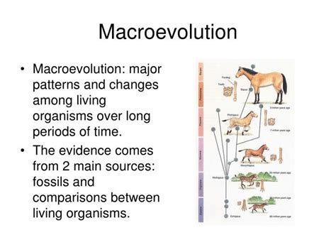 PPT - Macroevolution PowerPoint Presentation - ID:1194729