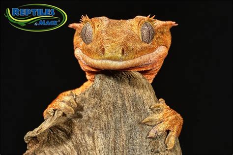 Crested Gecko Care Sheet – Reptiles by Mack