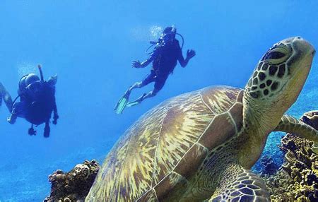Pulau Hantu Diving Singapore | Dive Trips Singapore | Diving in Singapore