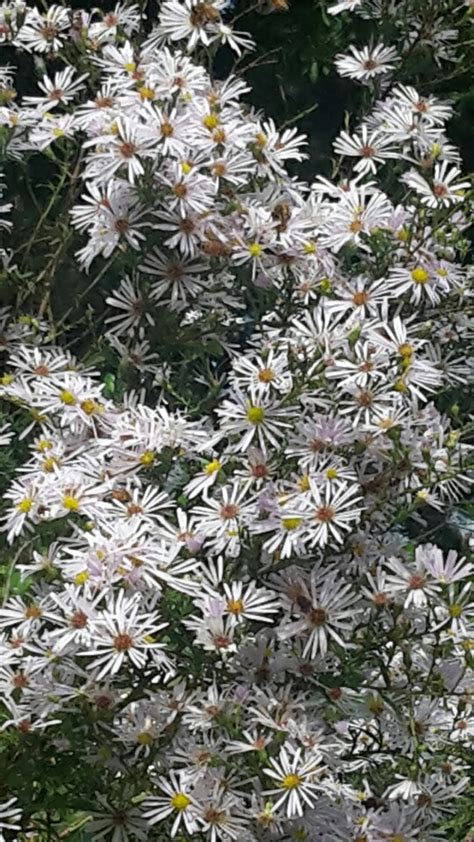 Boltonia asteroides var. latisquama