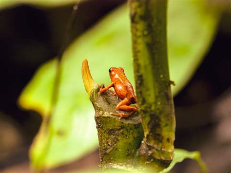 Learn more about the Strawberry Poison Dart Frog | Photo Prints Costa Rica