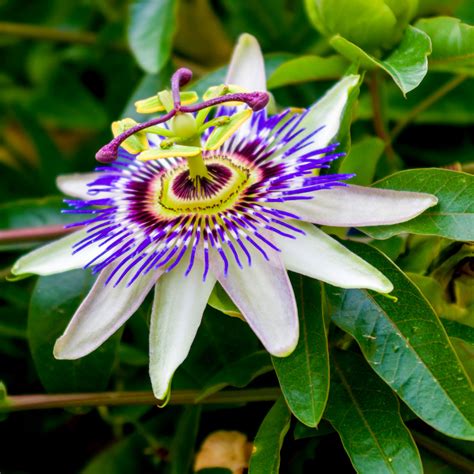 Passiflora Caerulea, Blue Passion Flower in 2L Pots, Tasty Edible Fruit - Beechwoodtrees