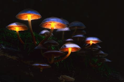 Download Night Nature Mushroom HD Wallpaper