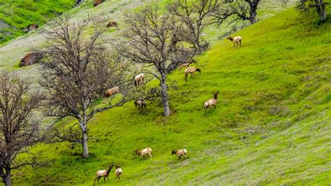 Rocky Mountain Elk Foundation Protects California Tule Elk Habitat – Rack Camp