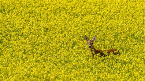 Une biche dans un champ de colza, lac de Serre-Ponçon, Chorges, Hautes ...