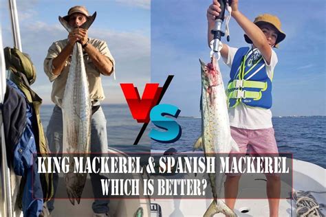 King Mackerel Vs Spanish Mackerel - 5+ Key Differenceouachitaadventures.com