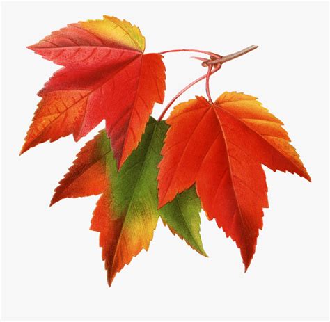 Canada Japanese Maple Red Maple Maple Leaf Clip Art - Fall Leaves Png ...