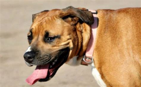 Rhodesian Ridgeback Pitbull Mix | Pitbull Puppies