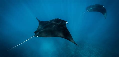 Manta Rays Hit by Boats More than Previously Thought | Hakai Magazine