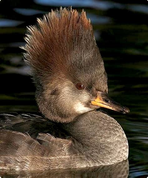 The hooded merganser (Lophodytes cucullatus) is a species of small duck and the only merganser ...