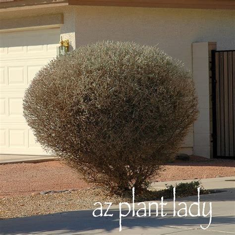 How to prune Texas Ranger Archives - Desert Gardening 101