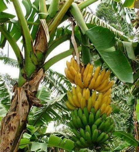 Banana Trees - Green Orchid Nursery & Garden Center