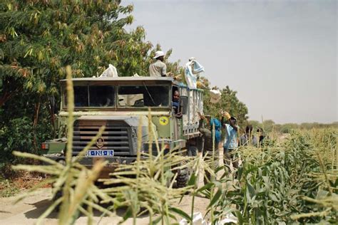 Barfoots of Botley Ltd on LinkedIn: Our Senegal farm began as a humble & low-risk ...