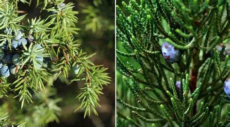 21 Juniper Trees and Shrubs: Types, Leaves, Berries (Pictures) - Identification