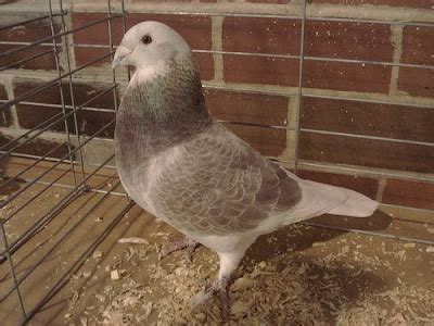 Racing Homer Pigeon ~ ENCYCLOPEDIA OF PIGEON BREEDS