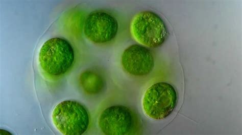 Eudorina colonial algae / Chlorophyta - 1250x microscope - YouTube