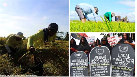 Filipino rice farmers need support, not liberalization – IBON Foundation