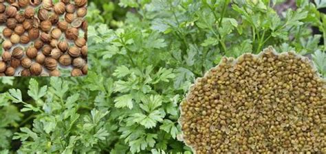 Benefits of coriander dry