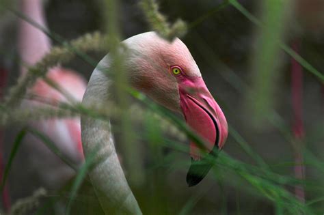 * 'My Left Foot' / 500px | Flamingo photo, Pink flamingos, Pink and green