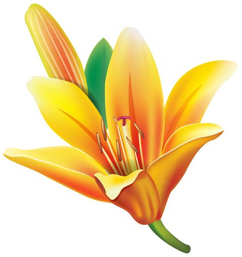 Lilium PNG