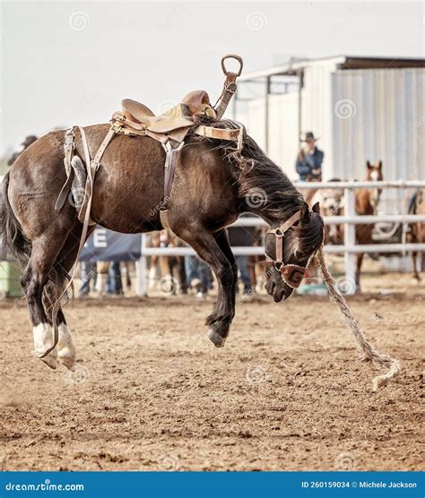 Bronc Horse Throws His Cowboy Rider at Country Rodeo Stock Photo ...