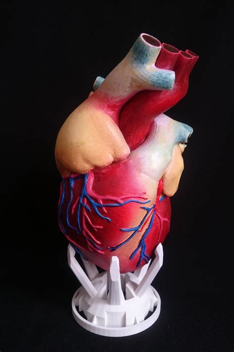 Anatomical Heart Model Biological Model Heart Model | Etsy