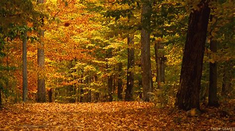 Fall GIF - Seasons Autumn Fall - Discover & Share GIFs