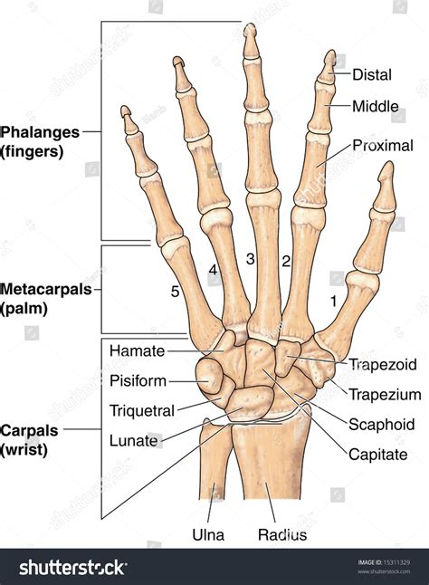 Human Hand Bones Labeled Stock Illustration 15311329 | Shutterstock