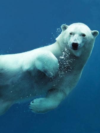 'Close-Up of a Swimming Polar Bear Underwater Looking at the Camera ...