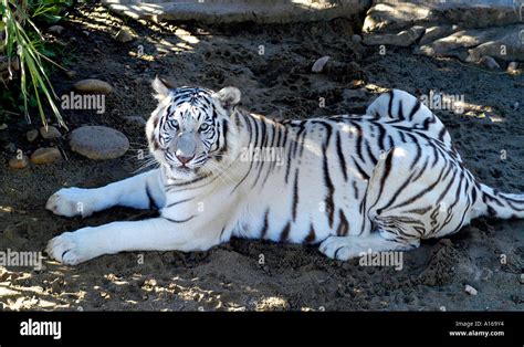 White Tiger South Africa African Kenya Tanzania Stock Photo: 5804403 - Alamy