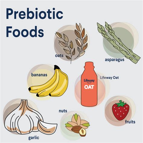 The Importance of Prebiotics - Lifeway Kefir