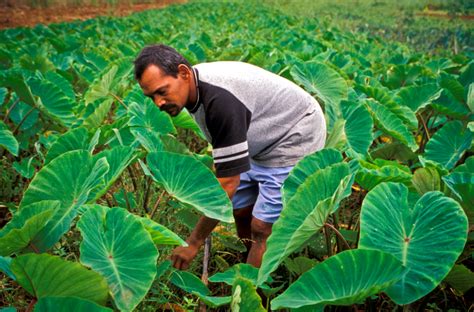 Smart Farms Fiji: Combatting Food Scarcity and Malnutrition