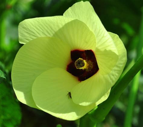 Beautiful okra blooms