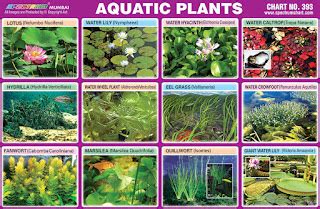 Spectrum Educational Charts: Chart 393 - Aquatic Plants