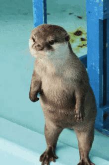 Otter GIFs | Tenor