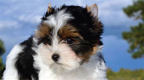 30 Small Hypoallergenic Dogs That Don't Shed - Barking Royalty | Small ...